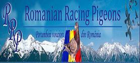 Romanian Racing Pigeon banner