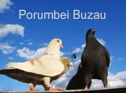 Porumbei Buzau
