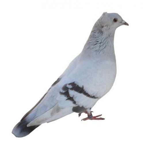 Zburator dungat de Arad