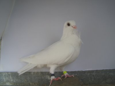 Porumbei rasa Figurita Valenciana