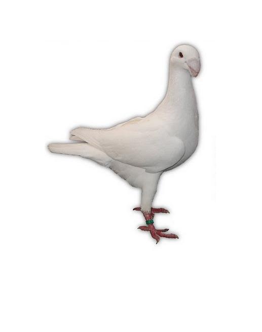 Voiajor german de frumusete