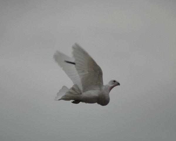 Porumbei rasa Gusat Jiennense