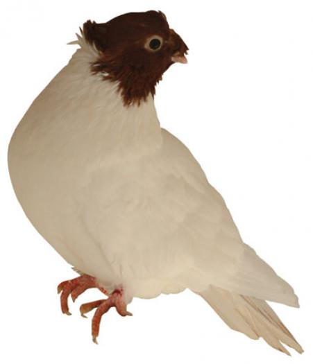 Poza porumbel jucator