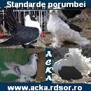Porumbei Acka - Standarde porumbei